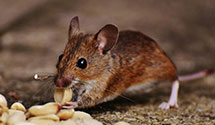 24 Hour & Emergency Exterminators in Elkton, OH
